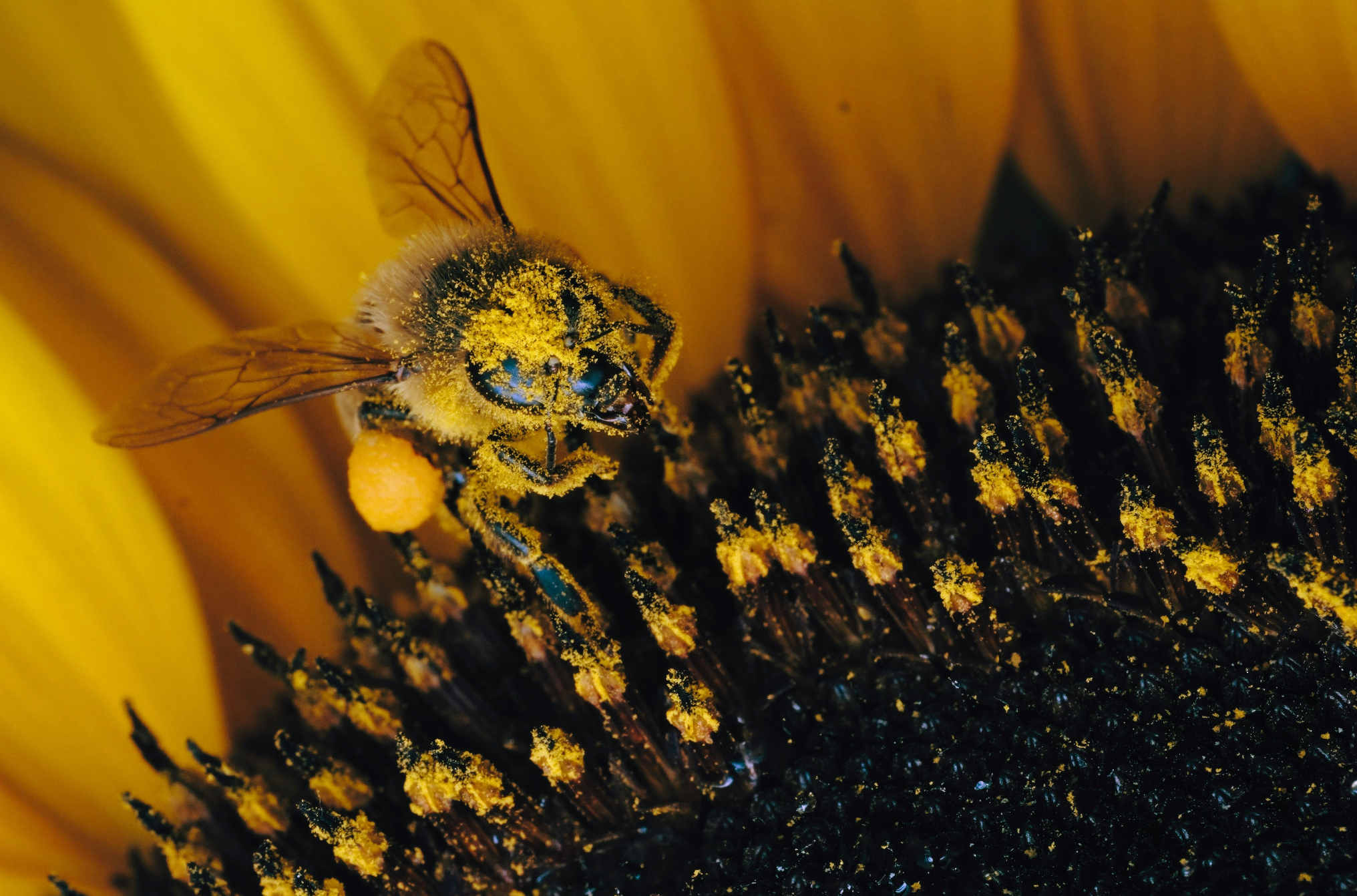DU POLLEN POUR UNE GROSSESSE SEREINE !