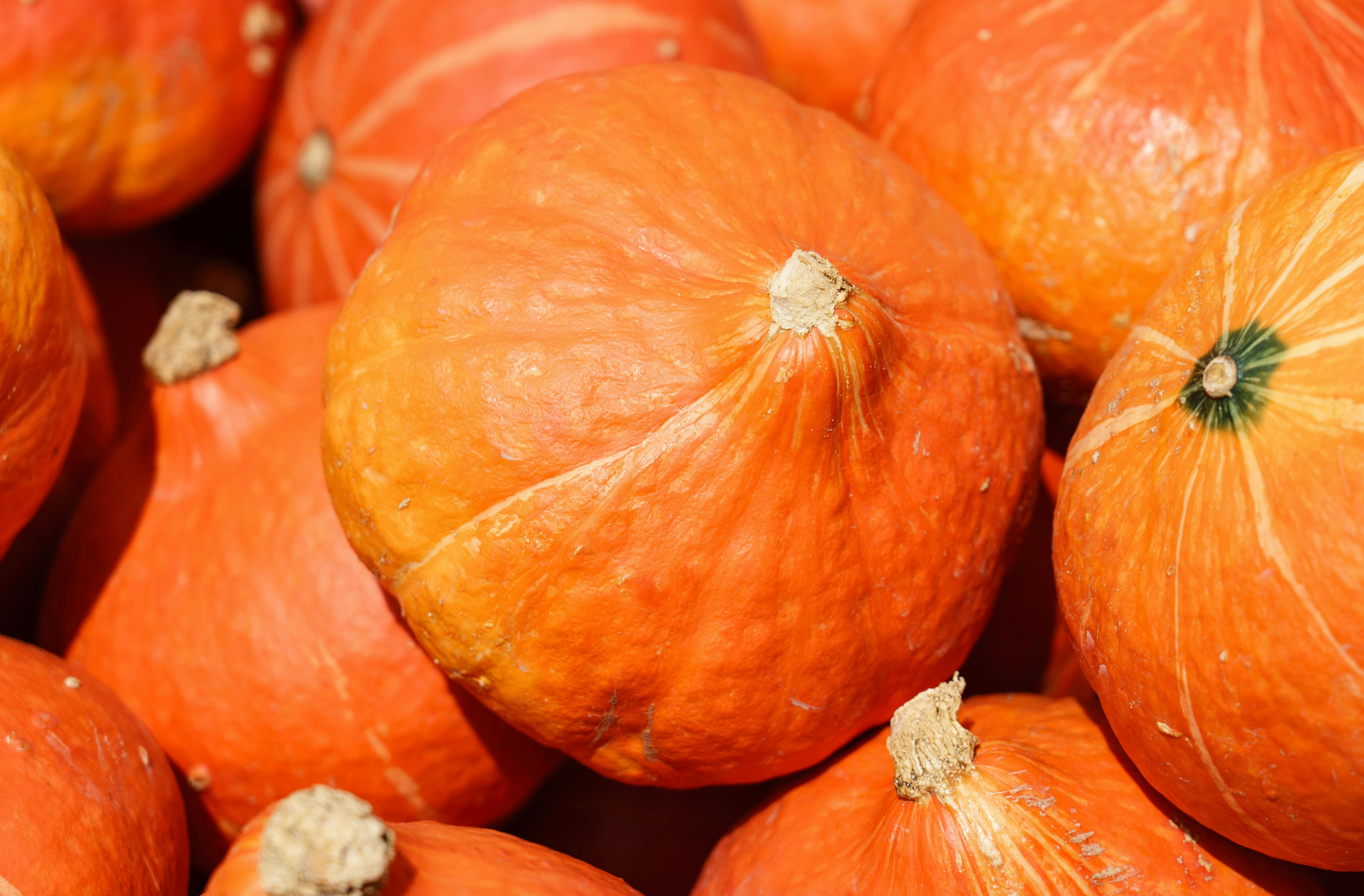 LE POTIRON, UN ALIMENT IDÉAL À L'APPROCHE DE L'HIVER