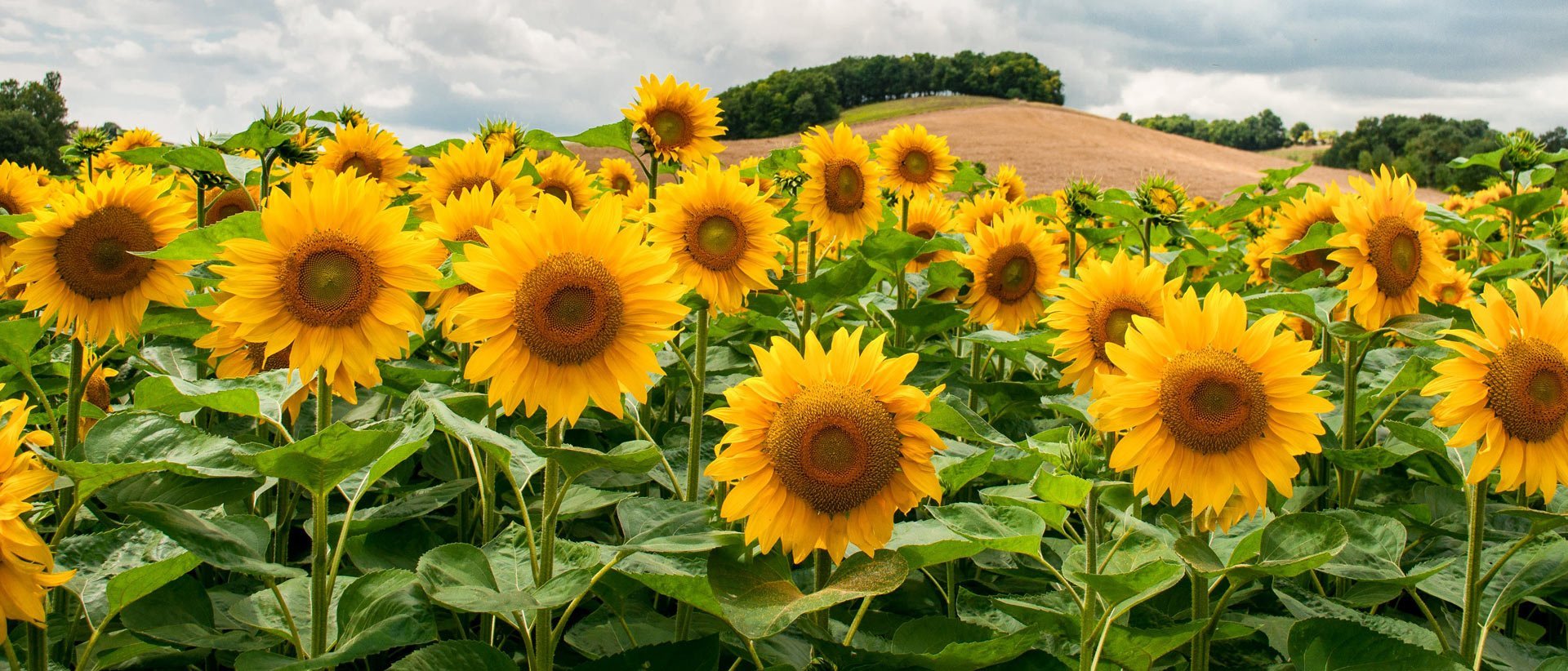 HUILE DE TOURNESOL OLÉIQUE BIO