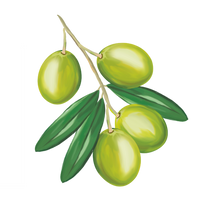 Olives et branche d'olivier