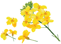Illustration aquarelle de fleurs de colza