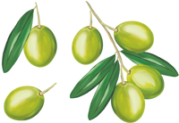 Illustration aquarelle d'olives sur leur branche