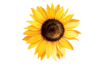 Illustration aquarelle d'une fleur de tournesol