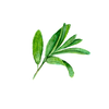Illustration feuilles de sauge