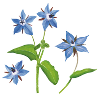 Illustration aquarelle de fleurs de bourrache