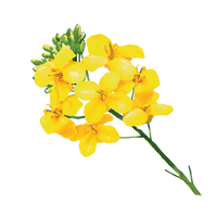 Graines et fleur de colza