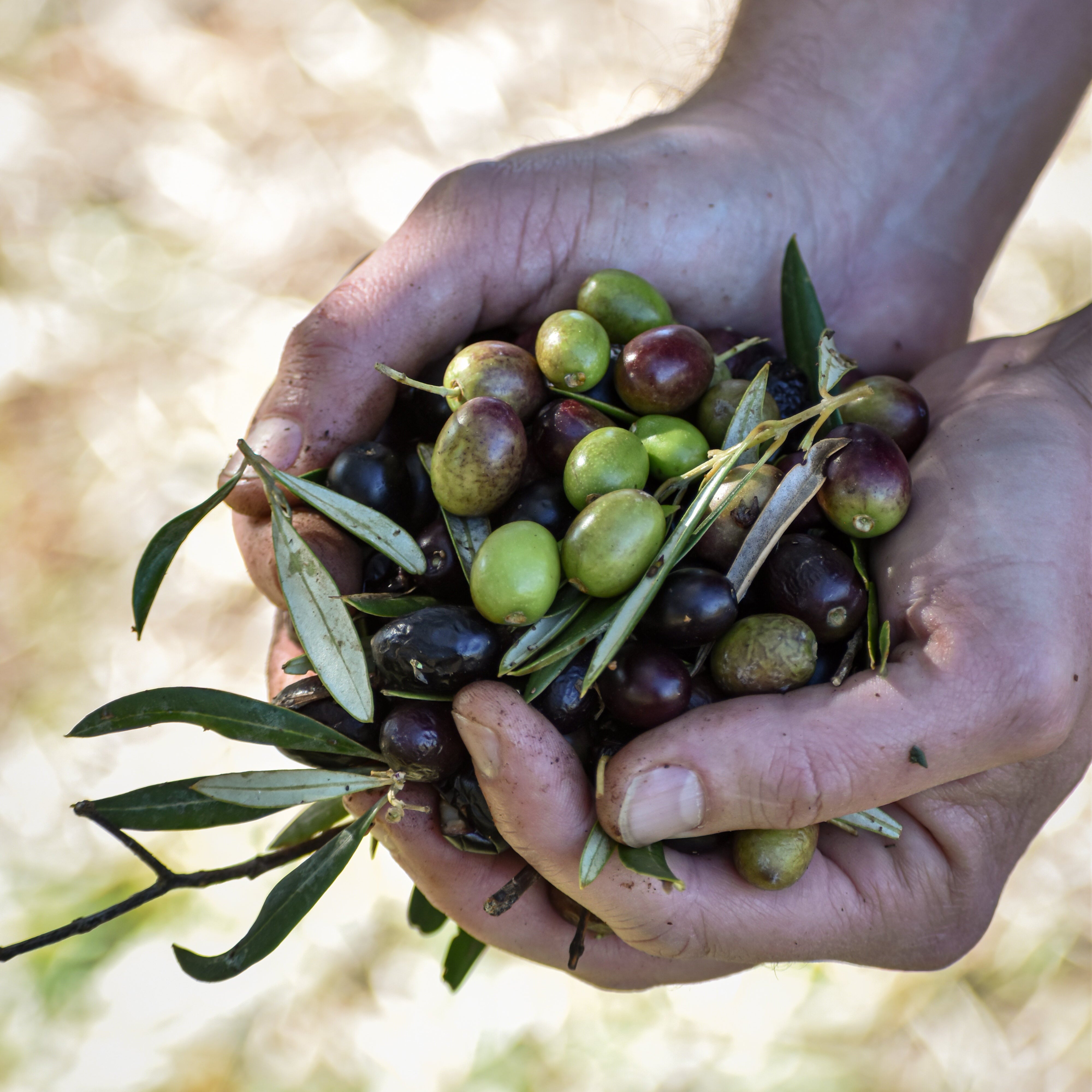 L'huile d'olive polyphénols 800