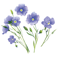 Graines de lin