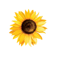 Fleur et graines de tournesol