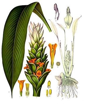 turmeric