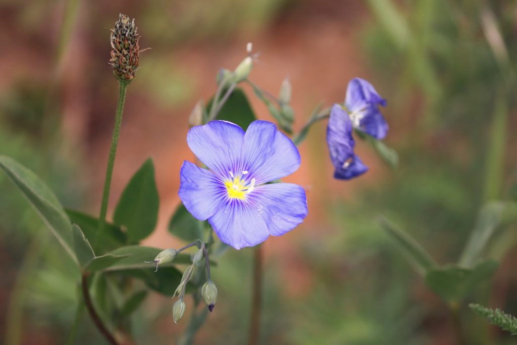 Blue Linen Flower