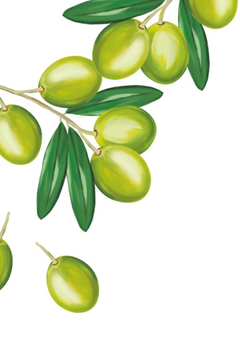 Une huile d'olive vierge extra Bio d'exception - Quintesens Bio