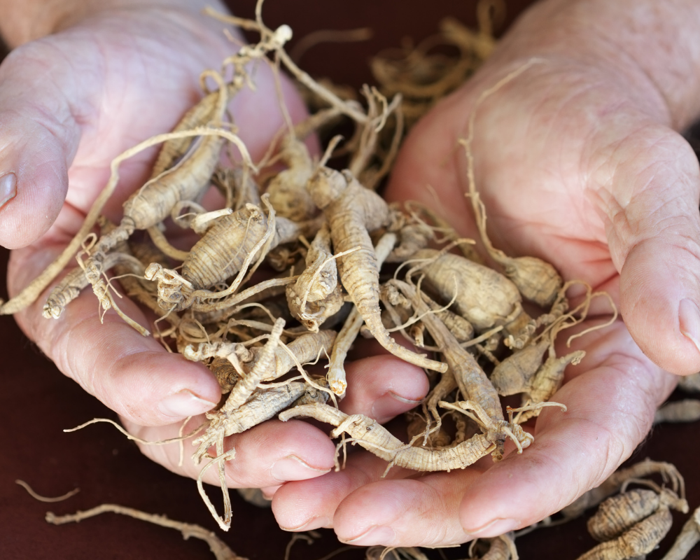 ginseng plante adaptogène vertus quintesens