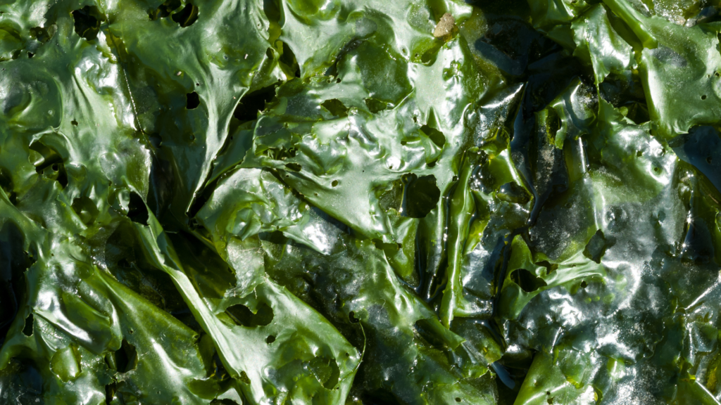 The benefits of nori kombu spirulina algae nori sea lettuce quintesens